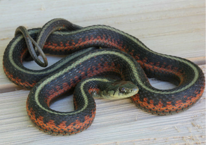 Coast Garter Snake